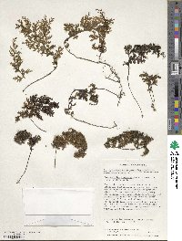 Hymenophyllum tortuosum image