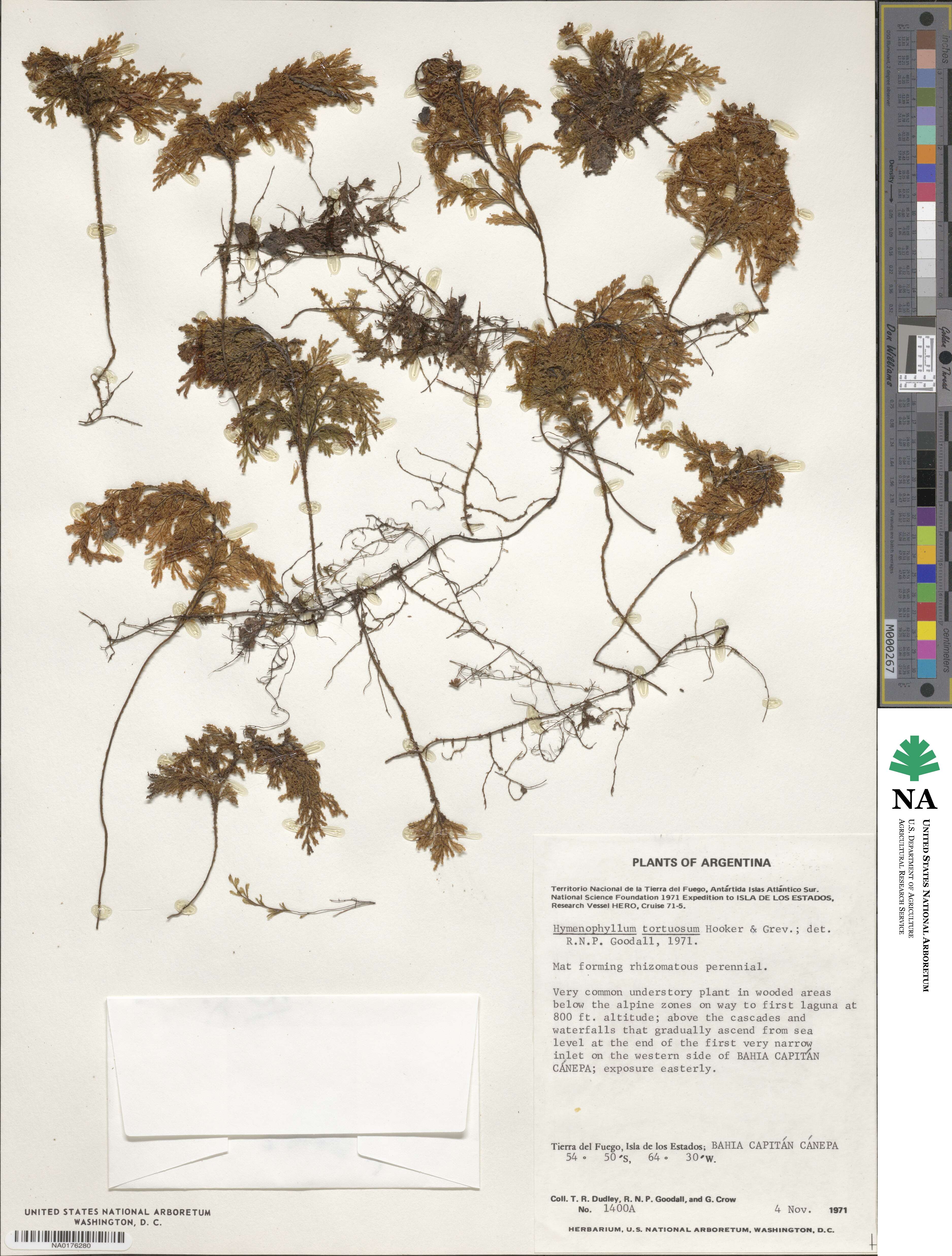 Hymenophyllum tortuosum image