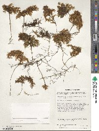 Hymenophyllum tortuosum image