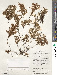 Hymenophyllum tortuosum image