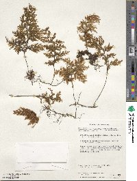 Hymenophyllum tortuosum image