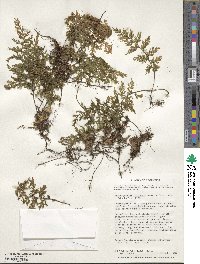 Hymenophyllum tortuosum image