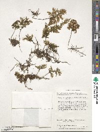 Hymenophyllum tortuosum image