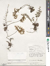 Hymenophyllum tortuosum image