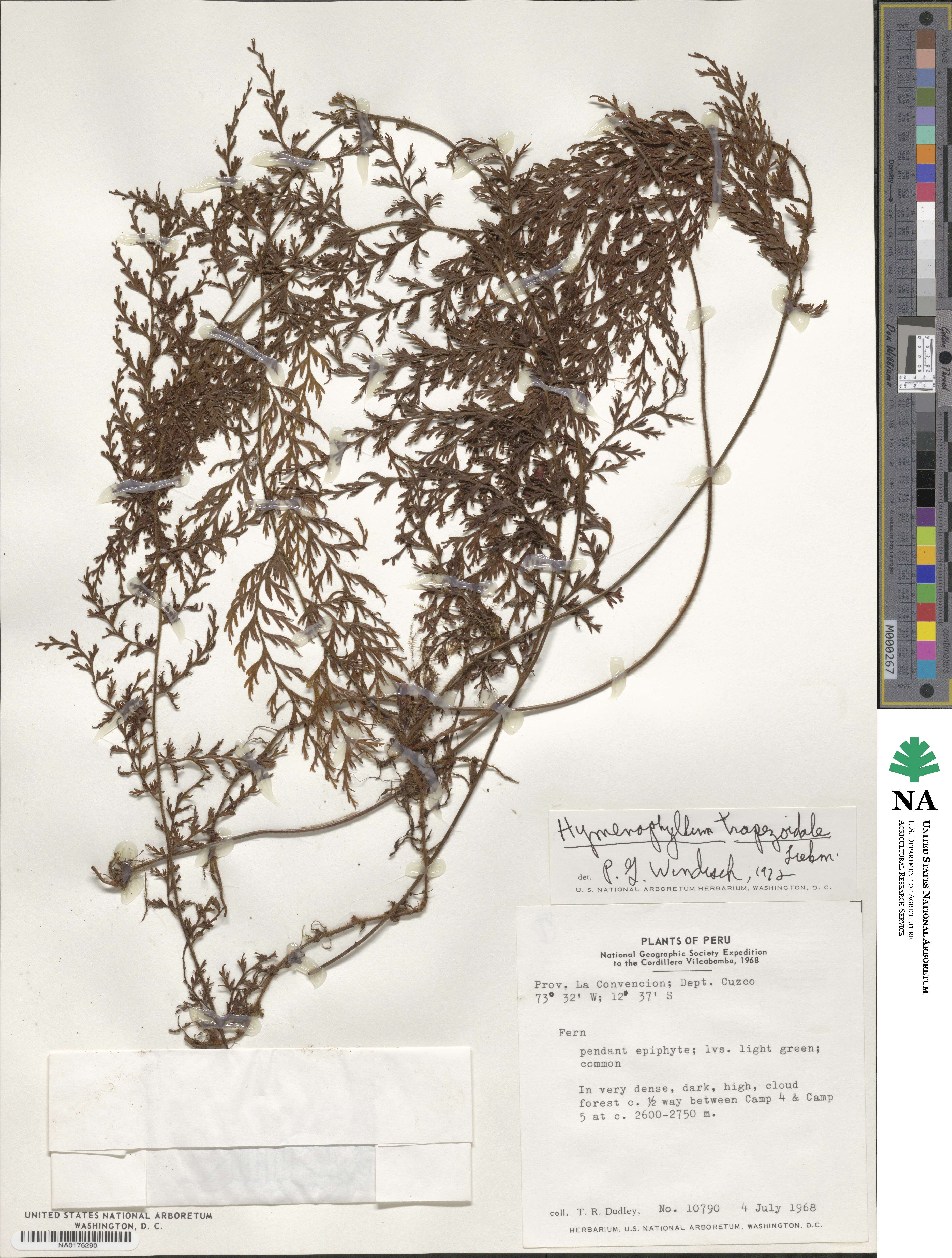 Hymenophyllum trapezoidale image