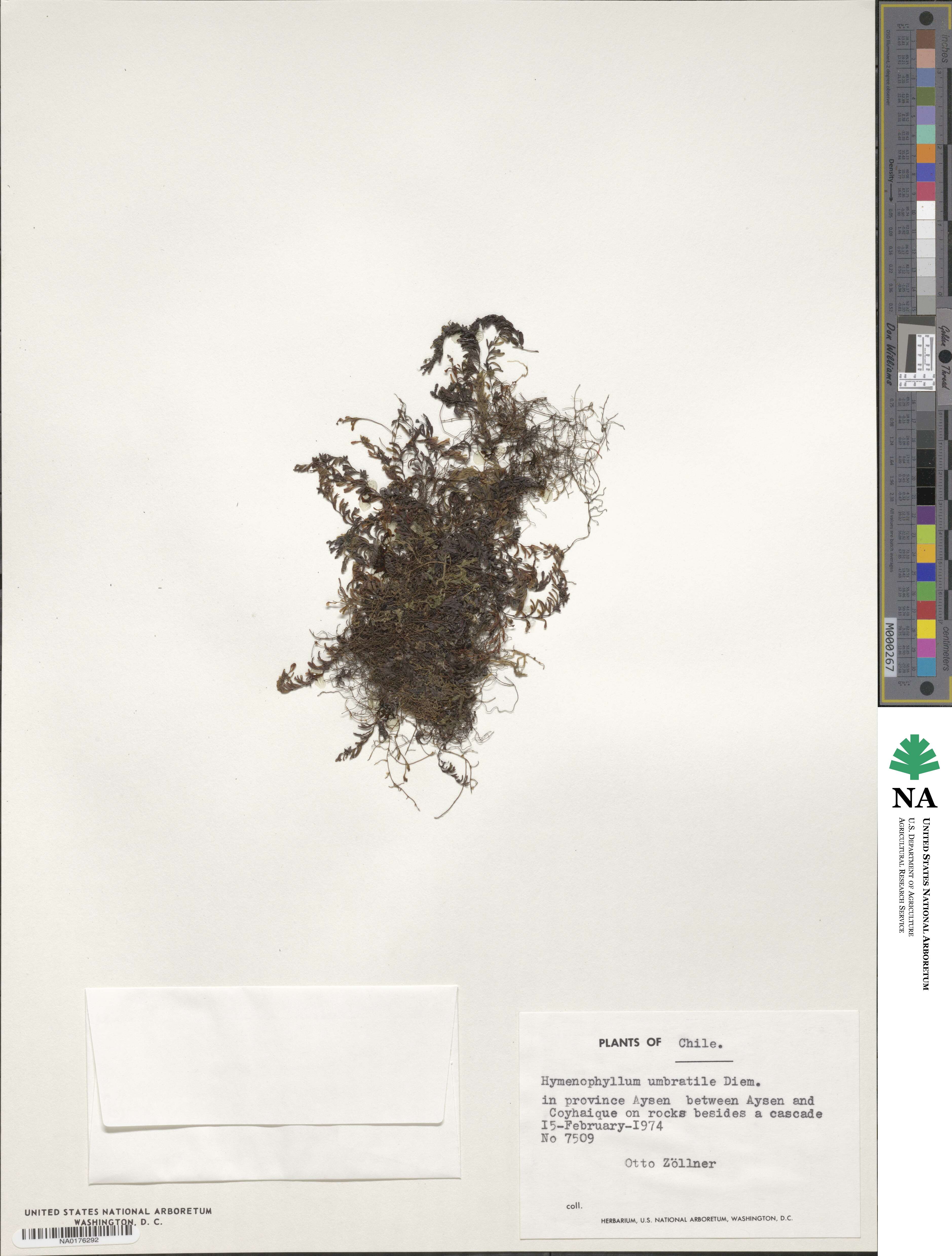 Hymenophyllum umbratile image