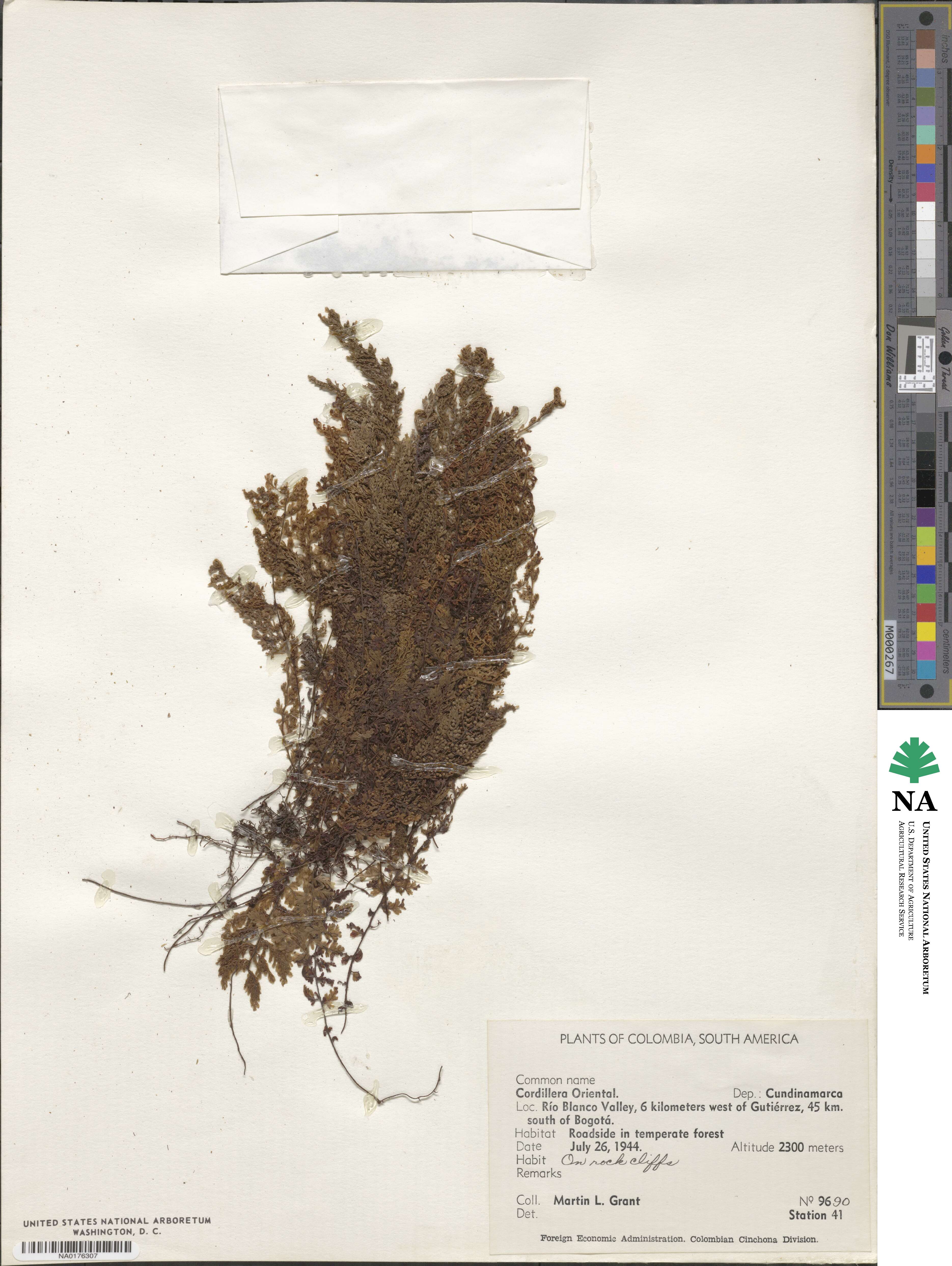 Hymenophyllum image