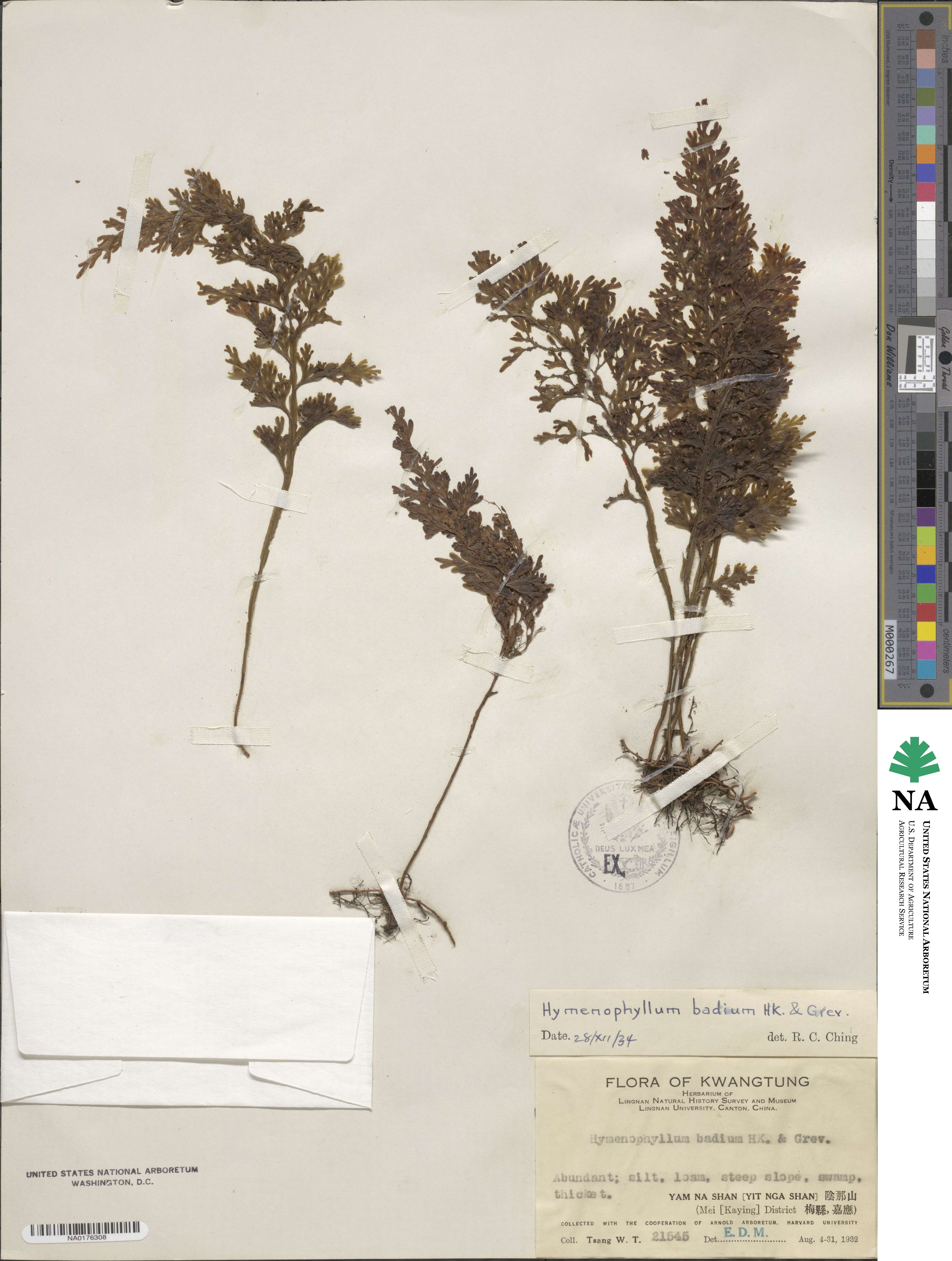 Hymenophyllum badium image
