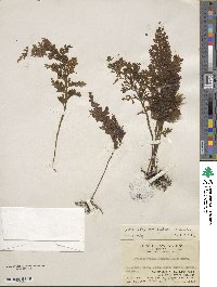 Hymenophyllum badium image