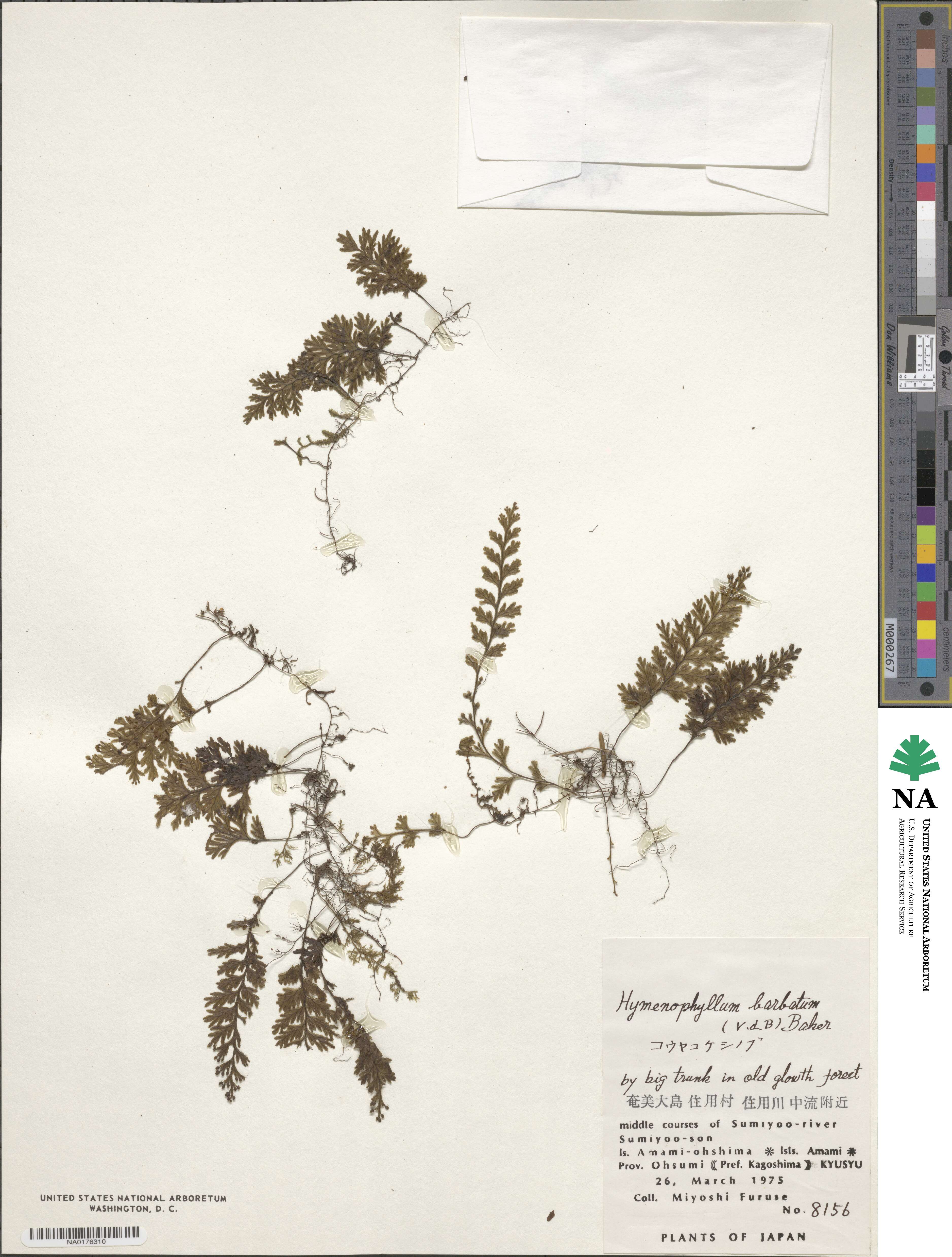 Hymenophyllum barbatum image