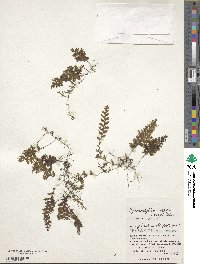 Hymenophyllum barbatum image