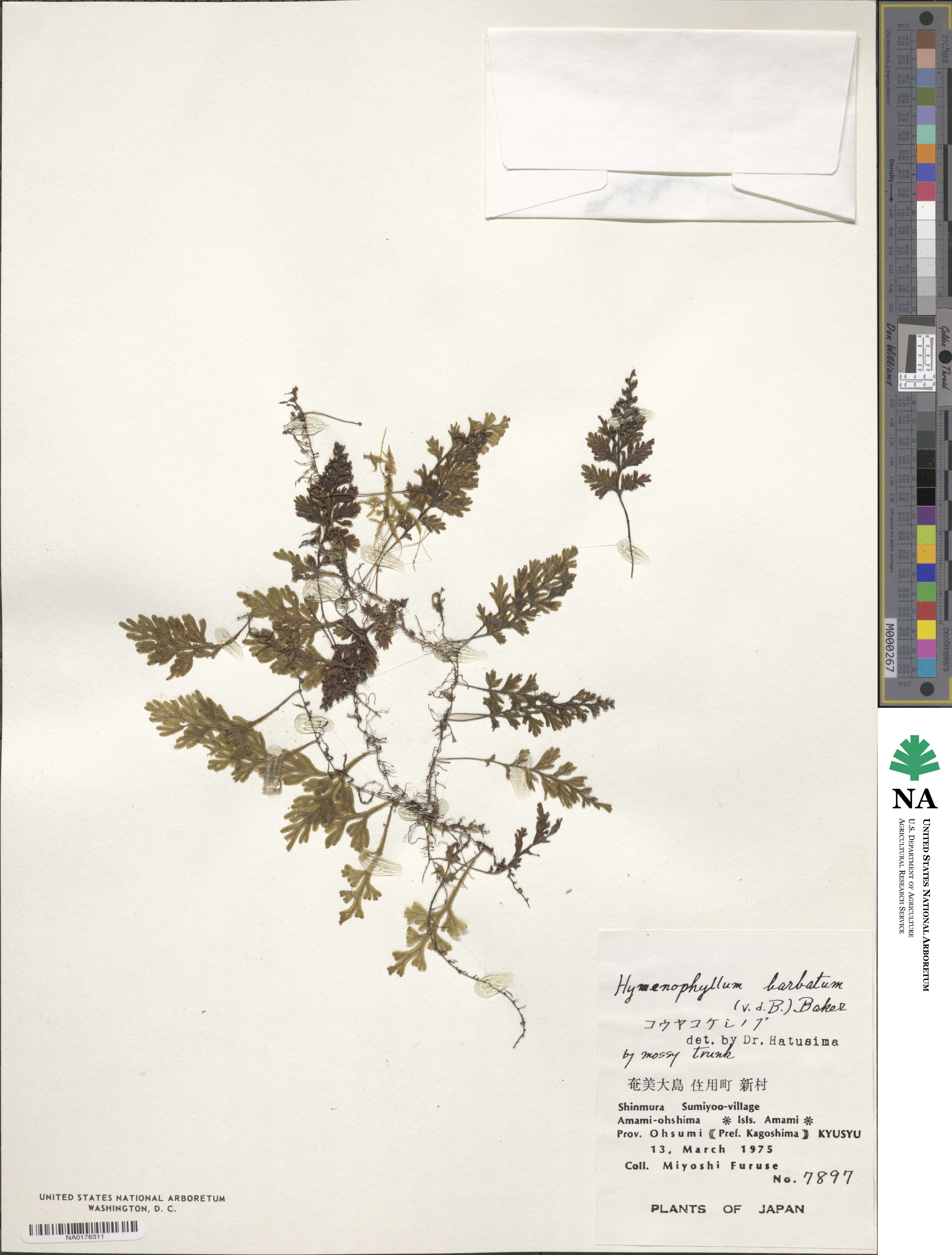 Hymenophyllum barbatum image