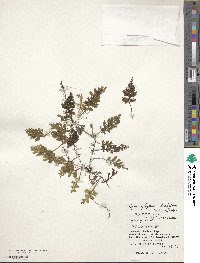 Hymenophyllum barbatum image