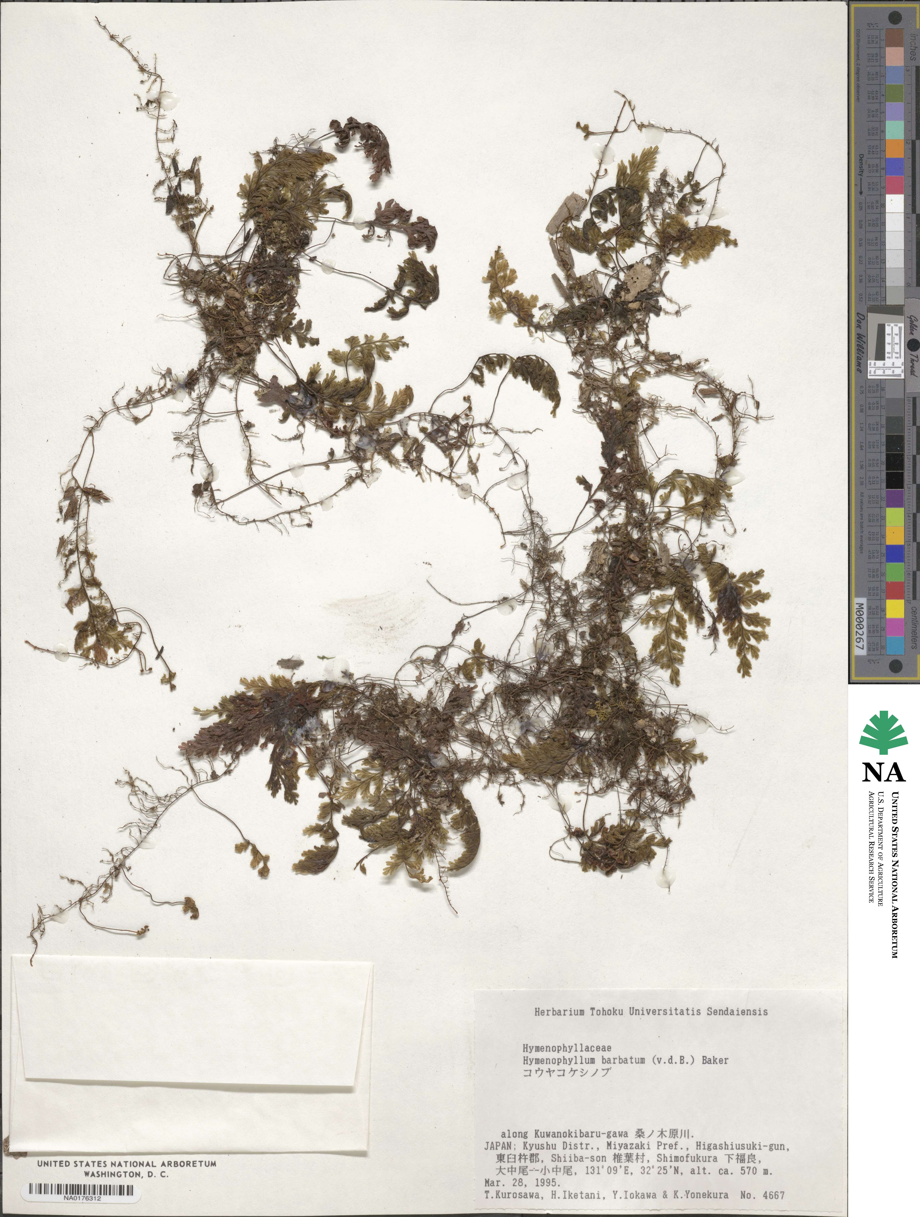 Hymenophyllum barbatum image