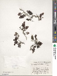 Hymenophyllum barbatum image