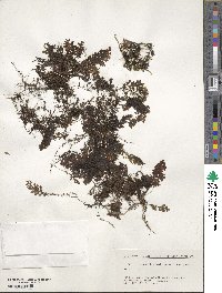 Hymenophyllum barbatum image