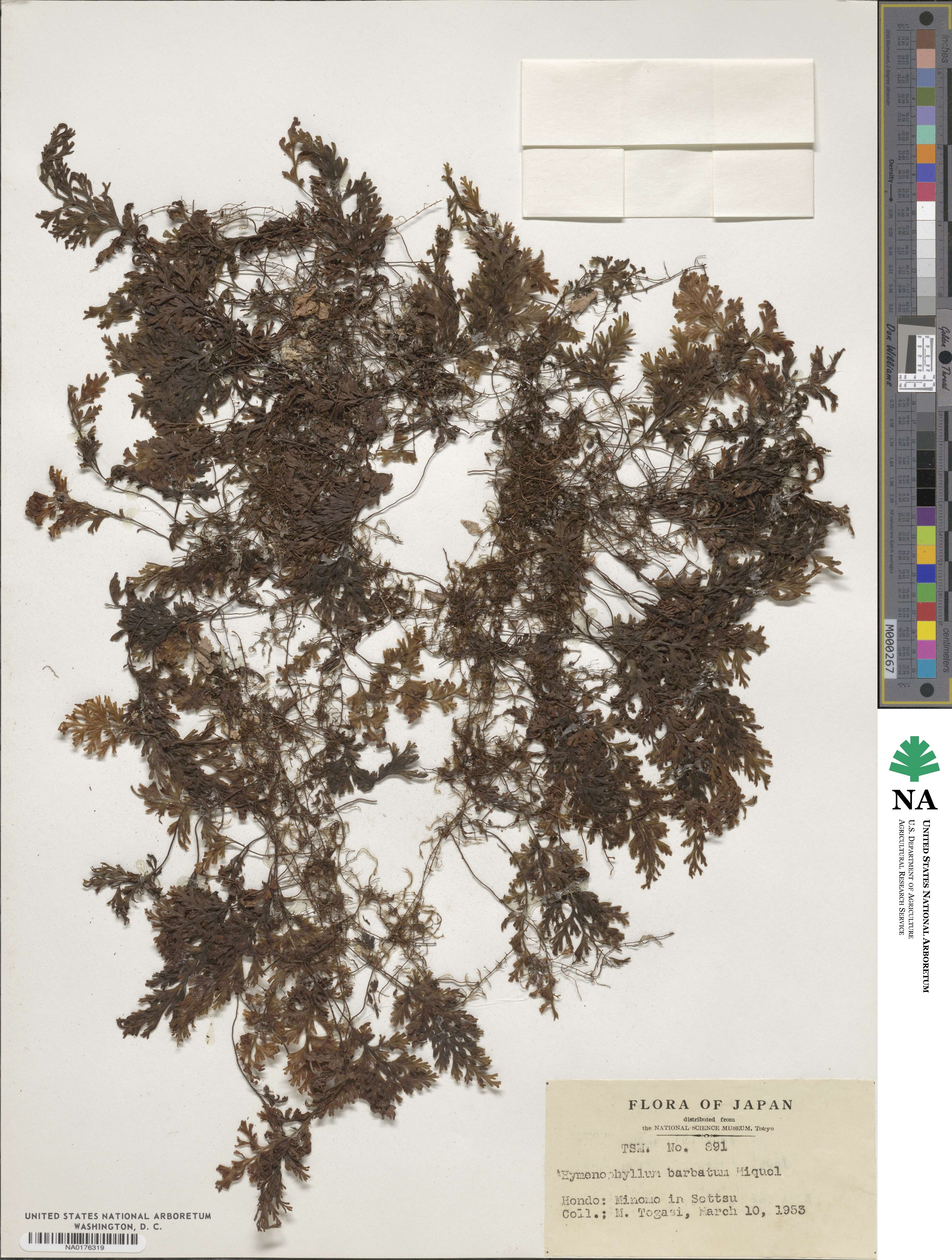 Hymenophyllum barbatum image