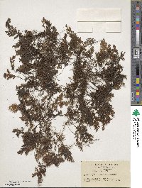 Hymenophyllum barbatum image