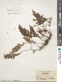 Hymenophyllum badium image