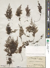 Hymenophyllum fumarioides image