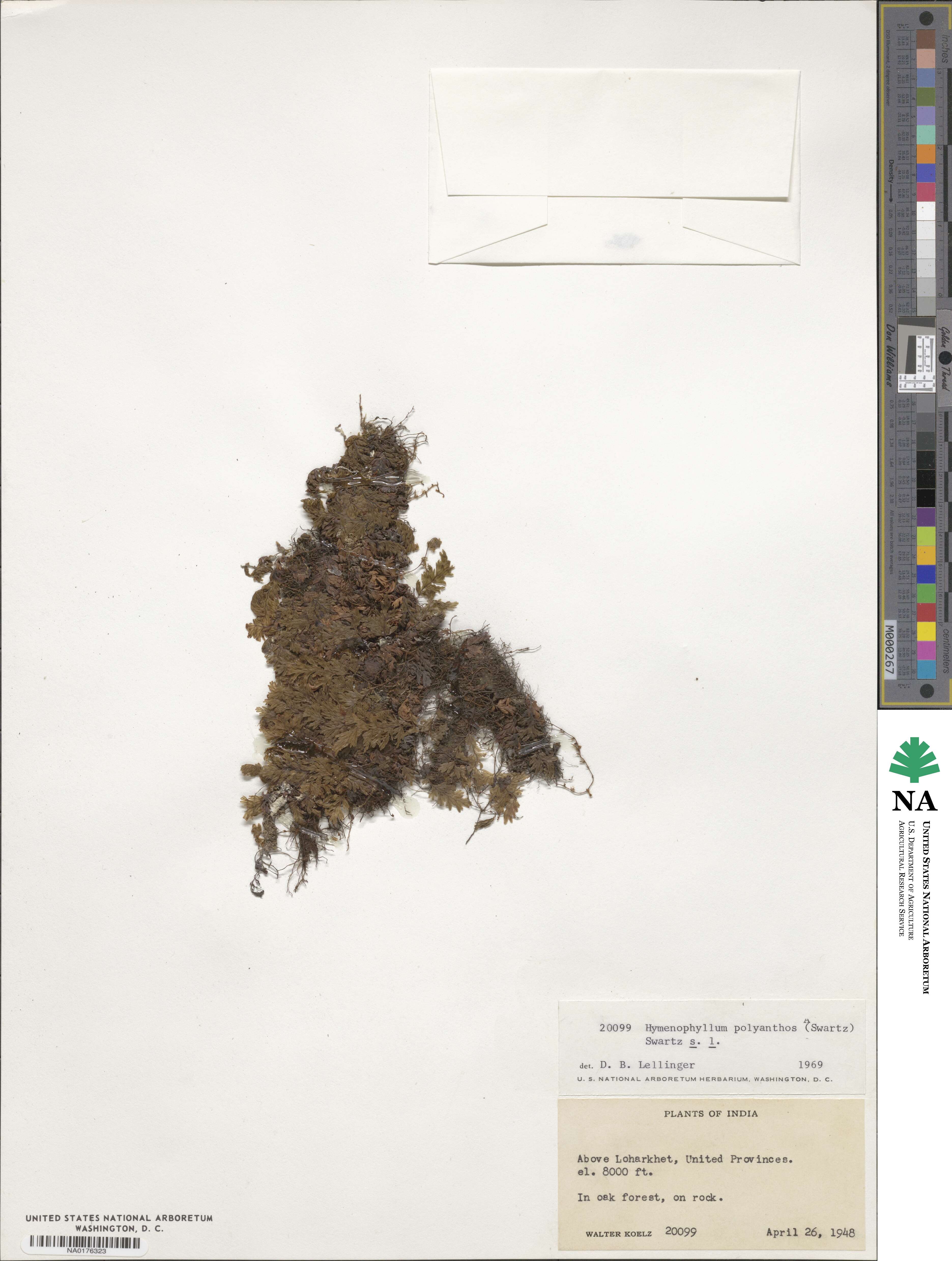 Hymenophyllum image