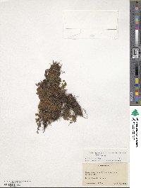 Hymenophyllum polyanthos image