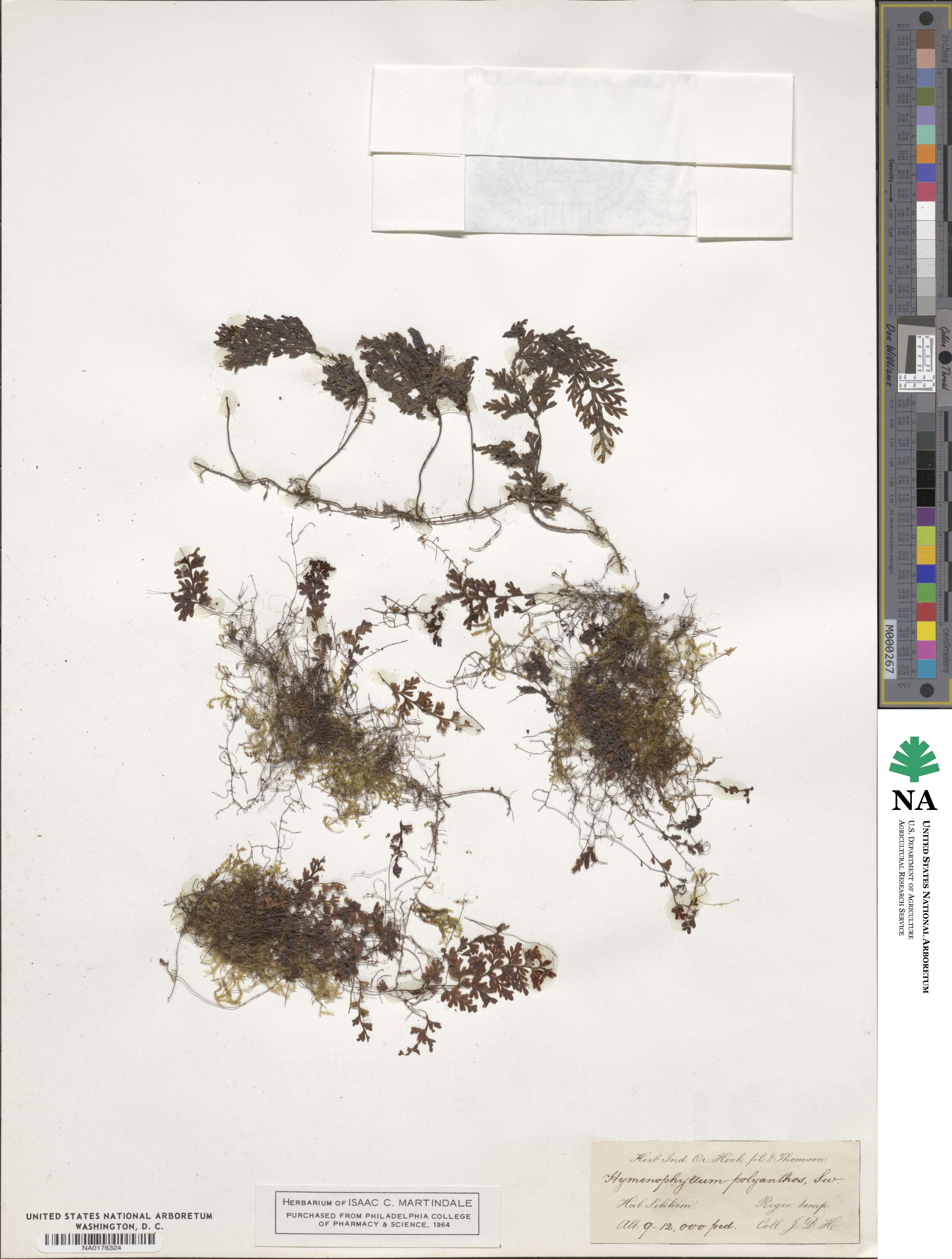 Hymenophyllum polyanthos image