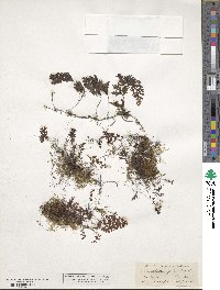 Hymenophyllum polyanthos image