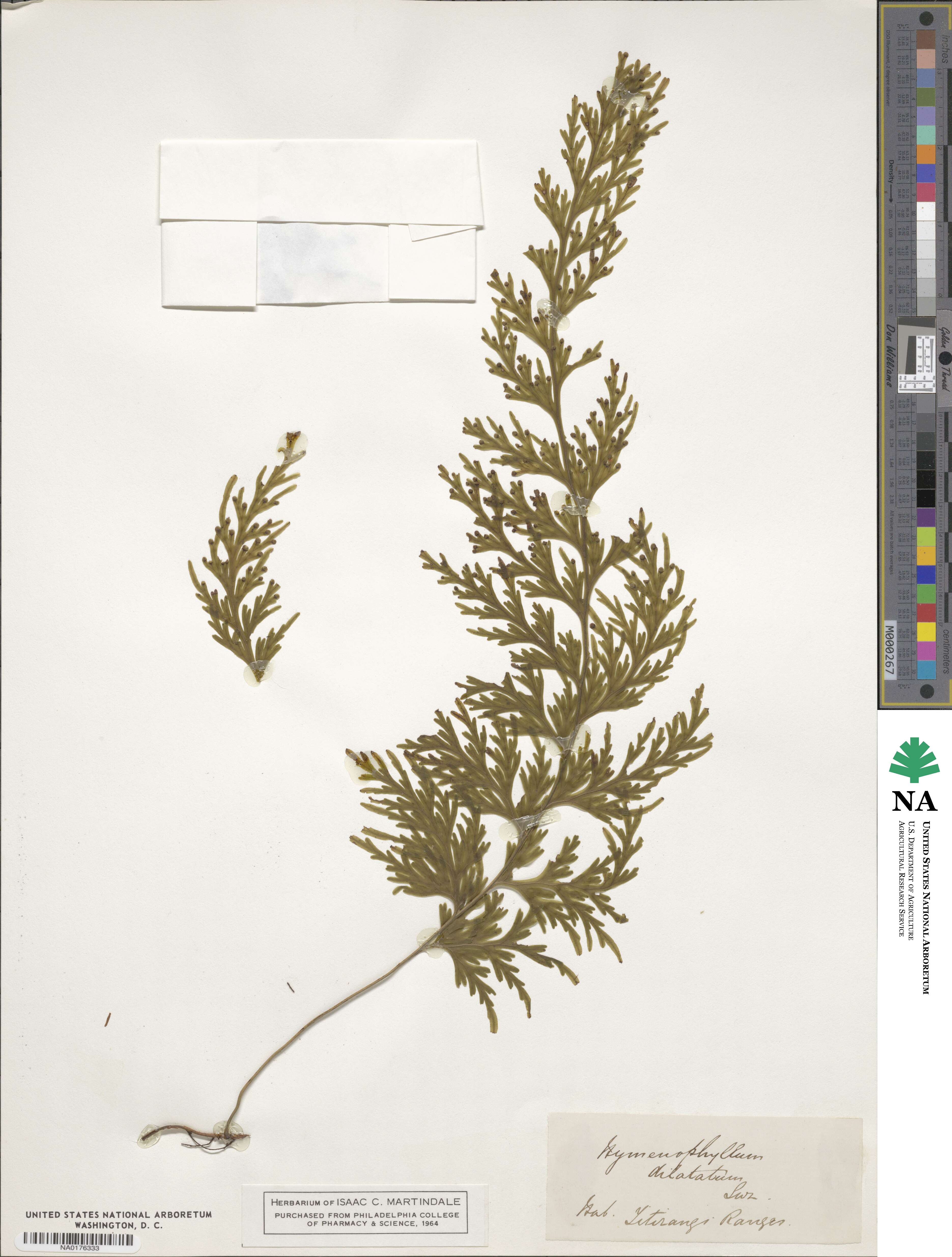 Hymenophyllum dilatatum image