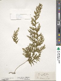 Image of Hymenophyllum dilatatum