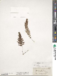 Hymenophyllum ferrugineum image