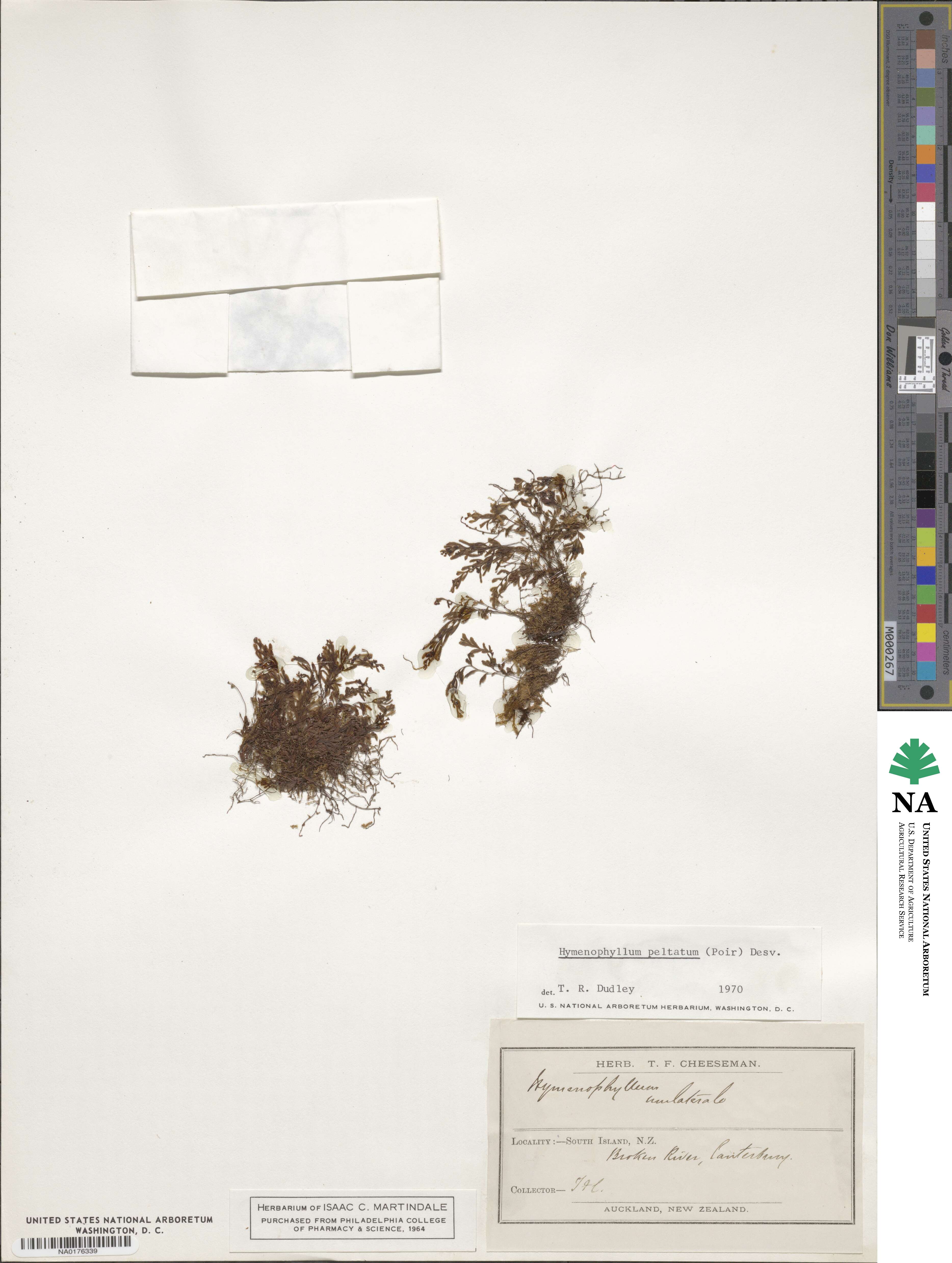 Hymenophyllum peltatum image