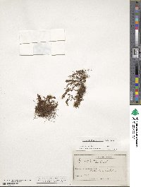 Hymenophyllum peltatum image