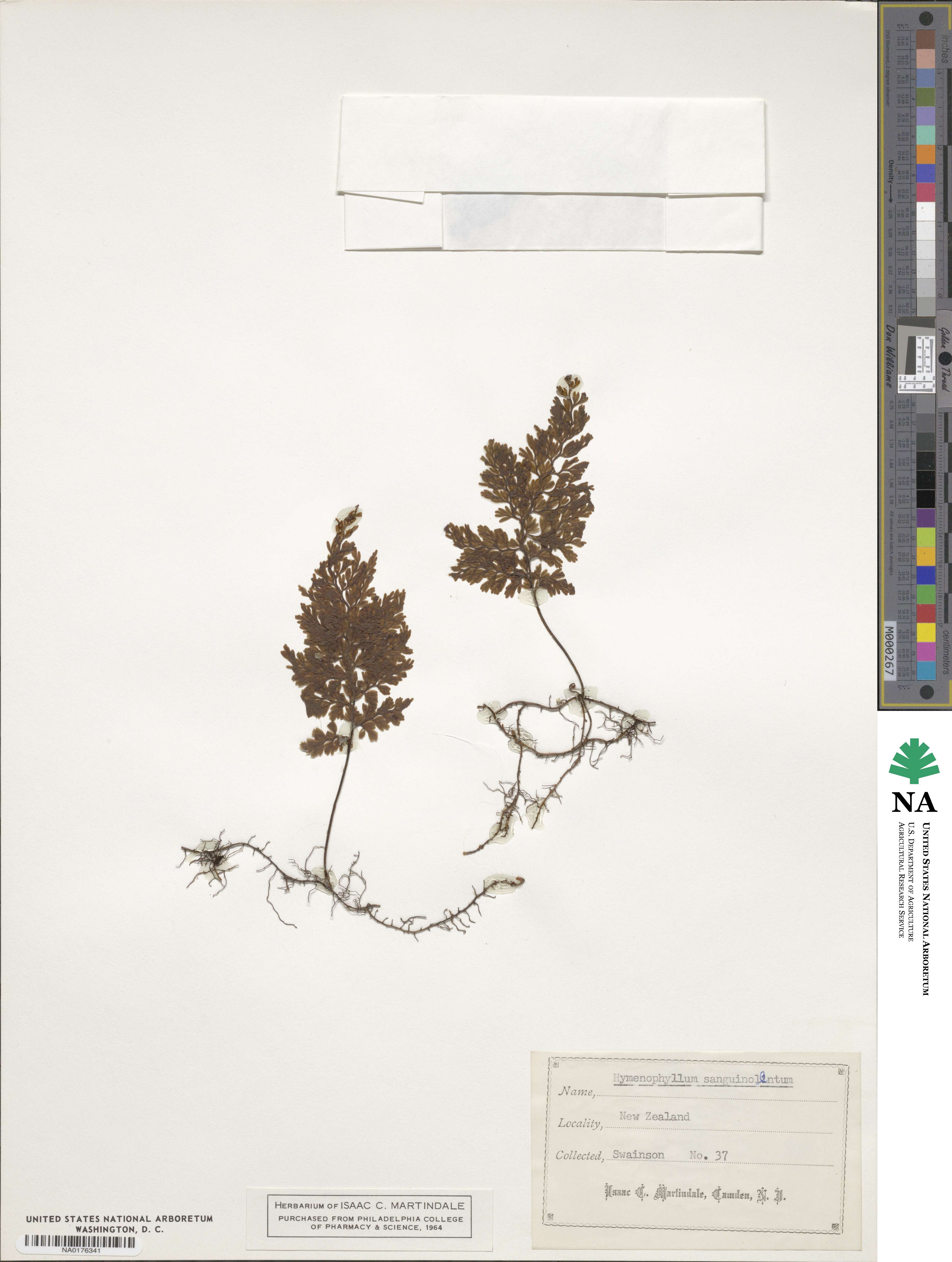 Hymenophyllum sanguinolentum image