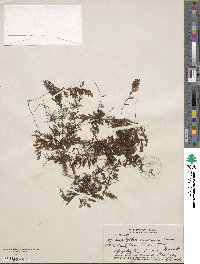 Hymenophyllum recurvum image