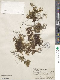 Hymenophyllum recurvum image