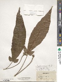 Image of Hypoderris brownii