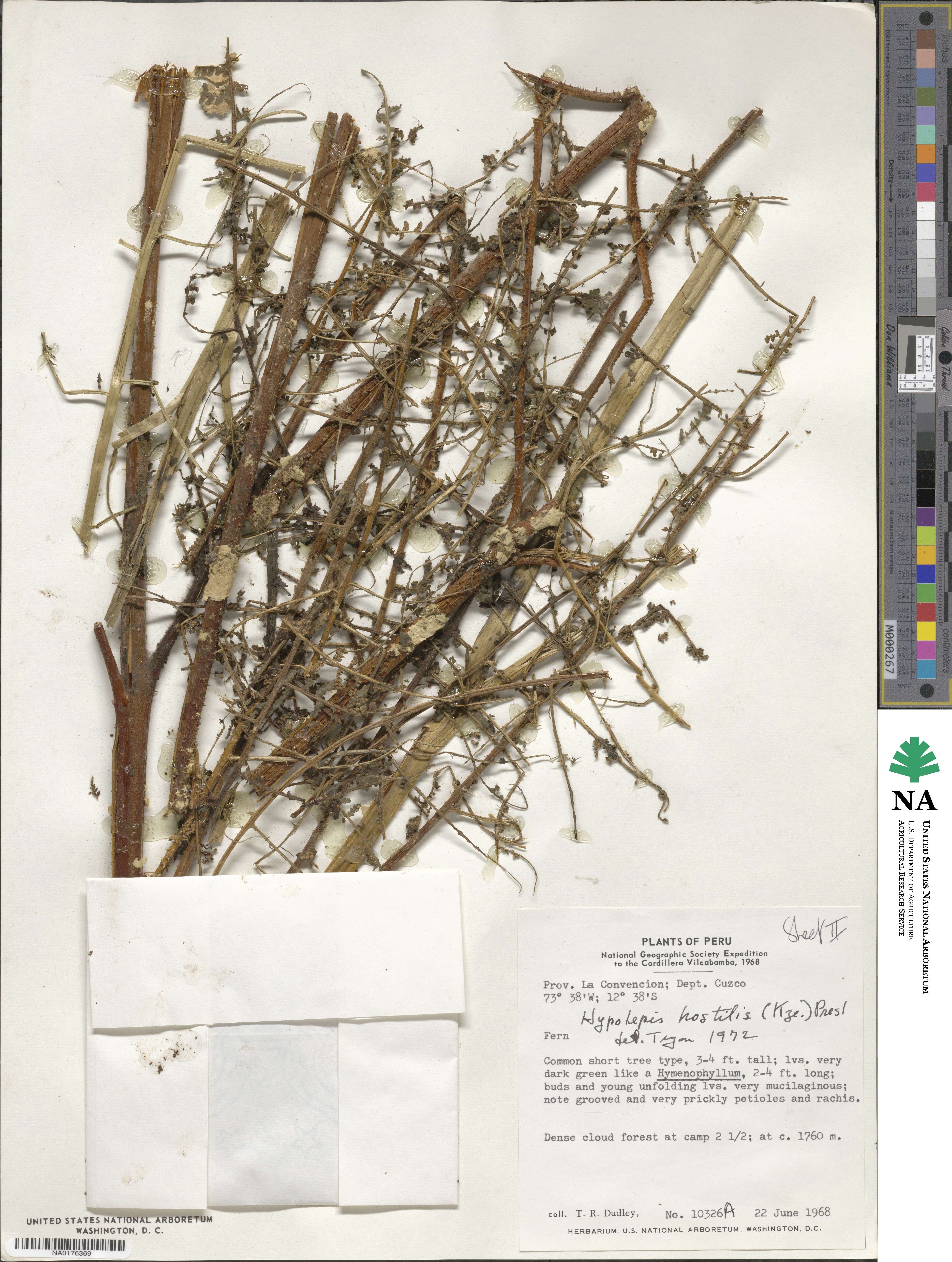 Hypolepis hostilis image