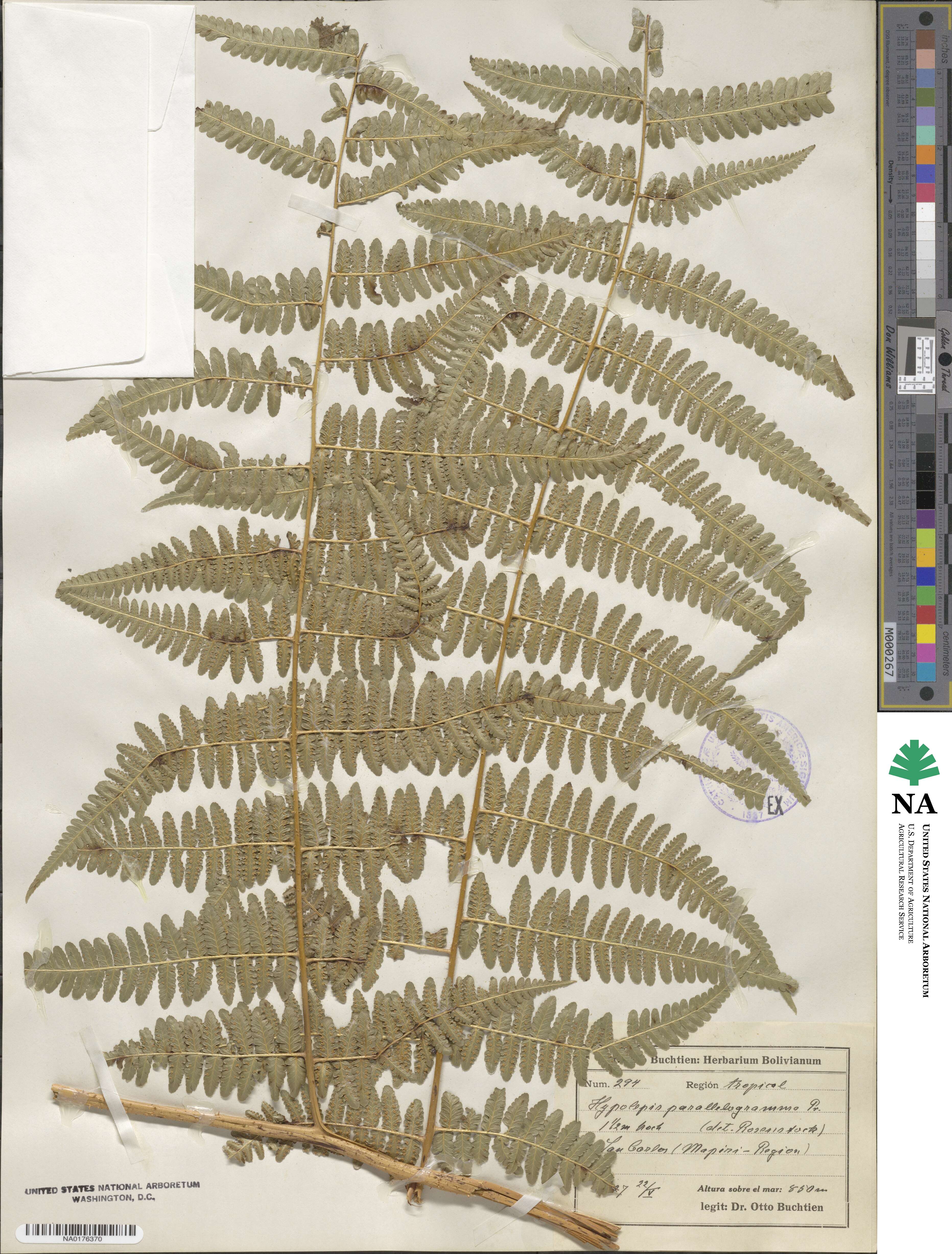 Hypolepis parallelogramma image