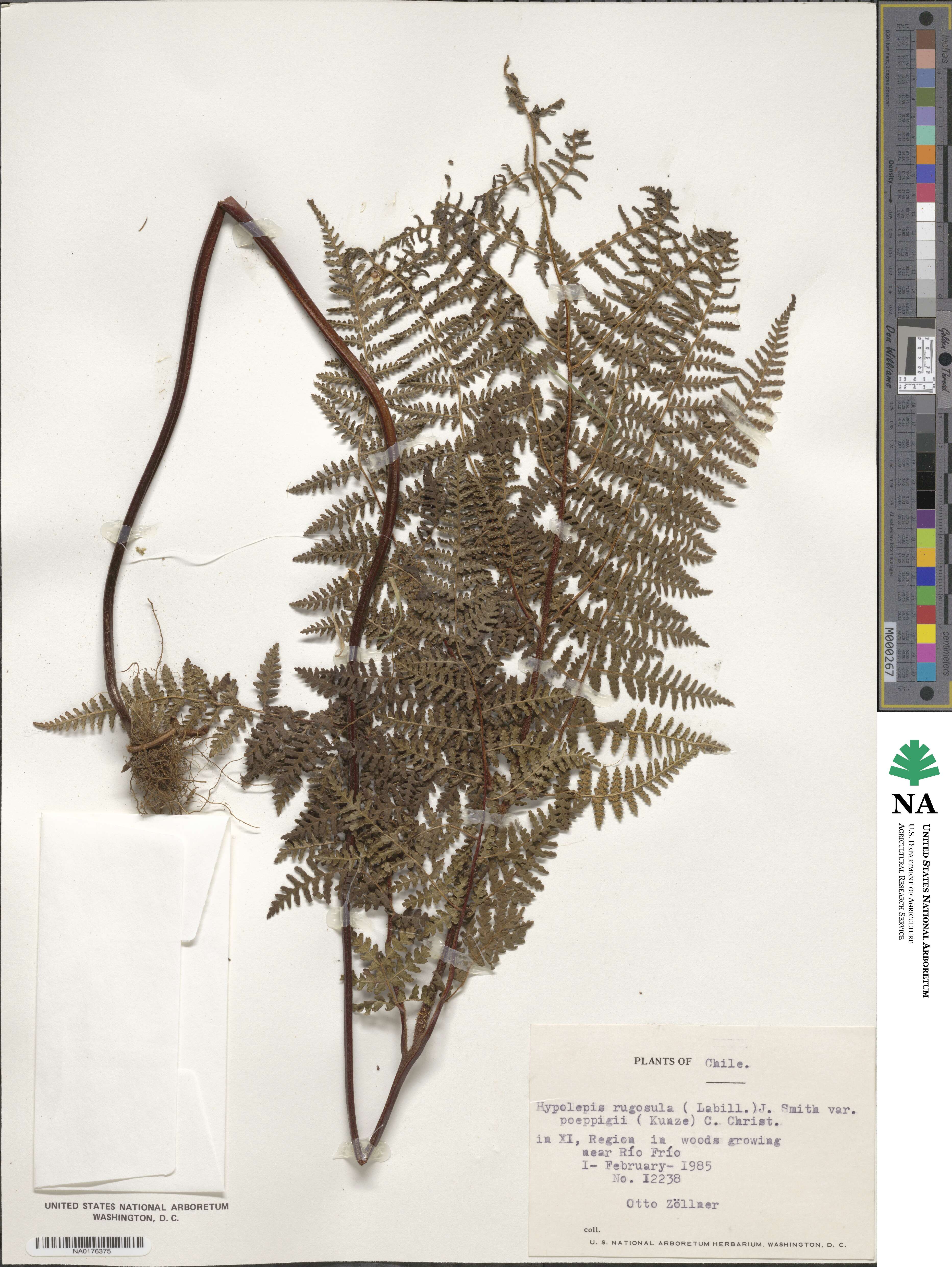 Hypolepis image