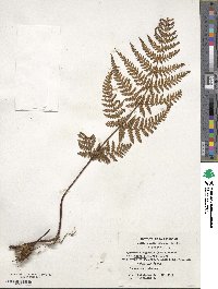Hypolepis rugosula subsp. poeppigiana image