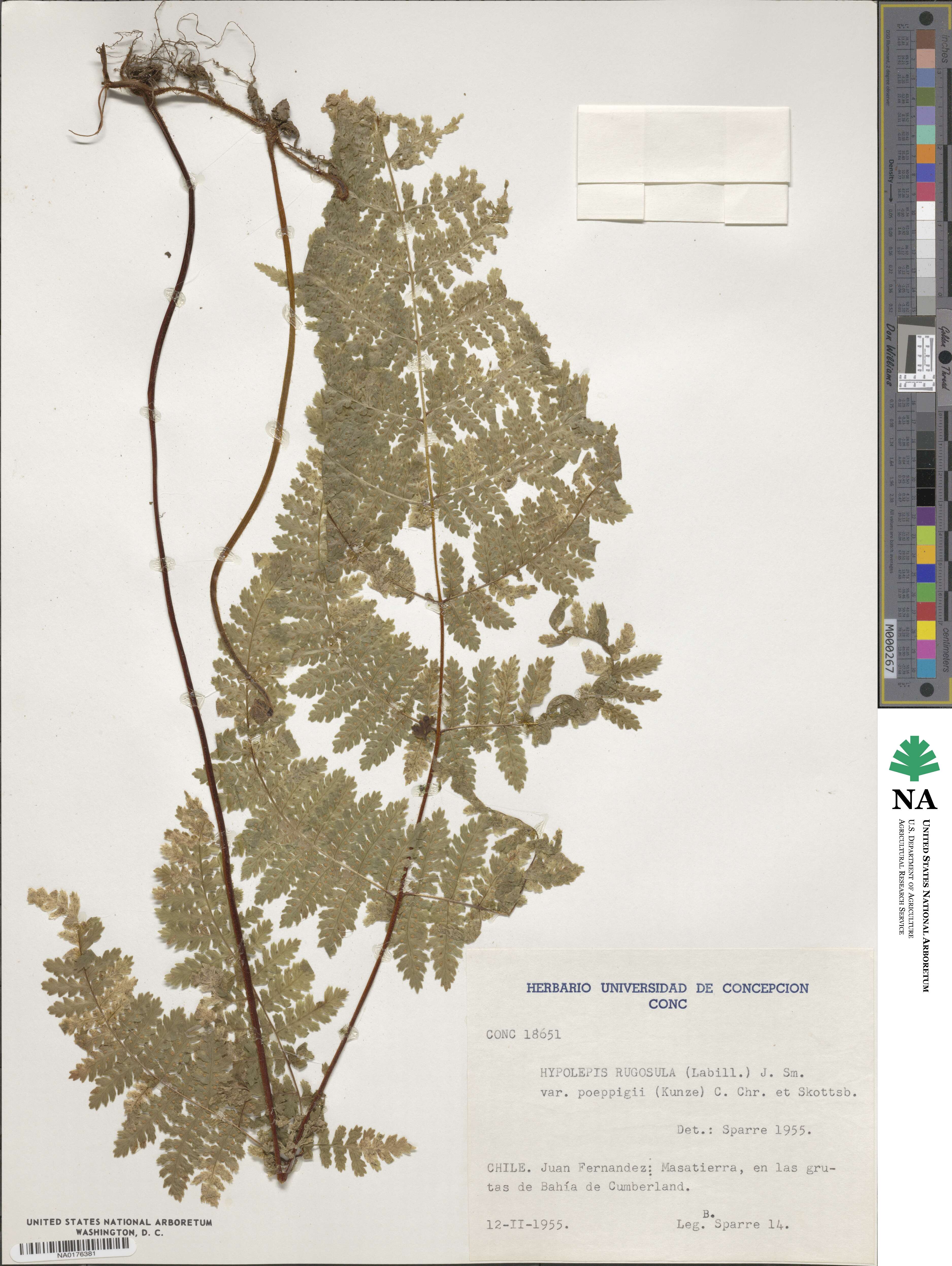 Hypolepis rugosula image