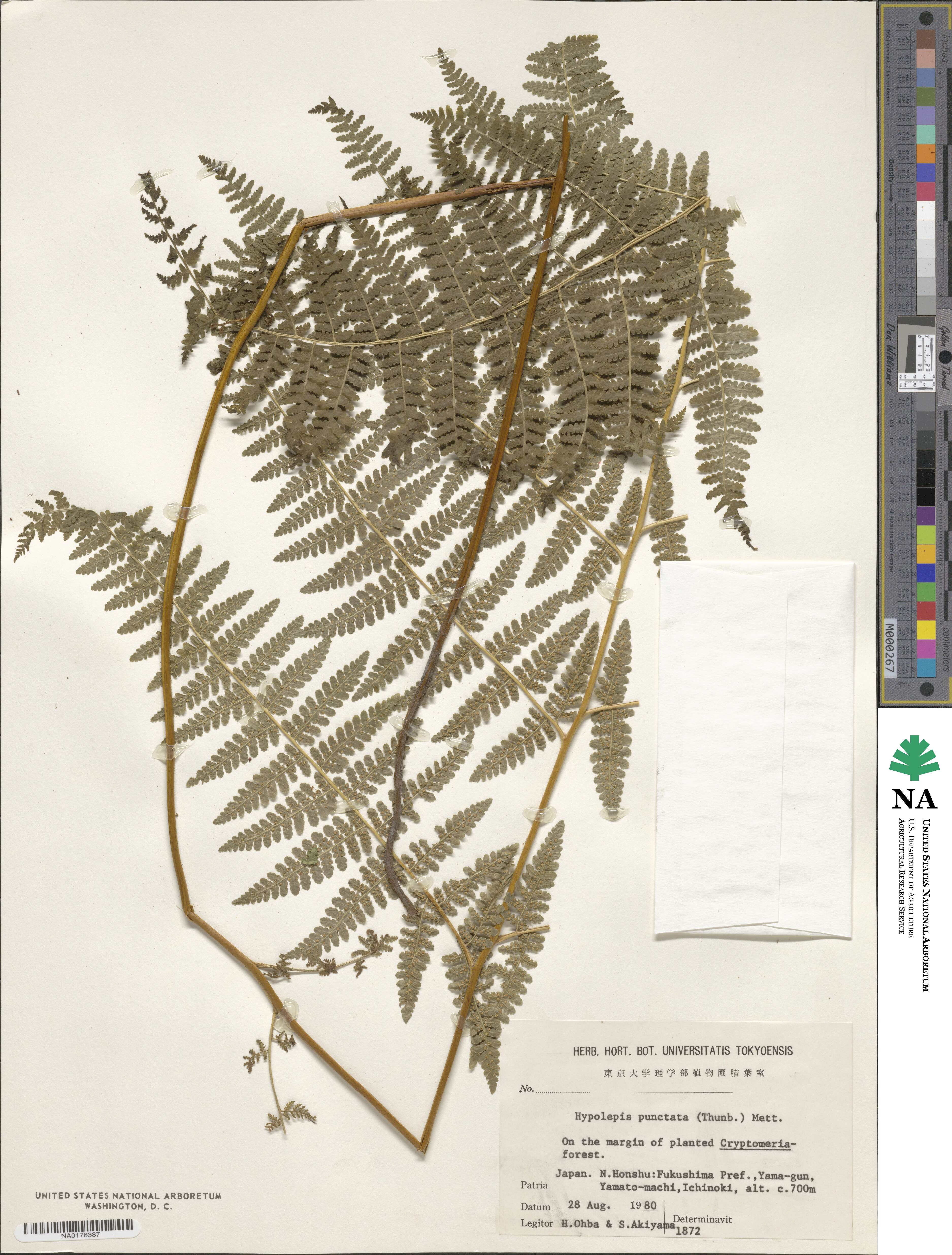 Hypolepis punctata image