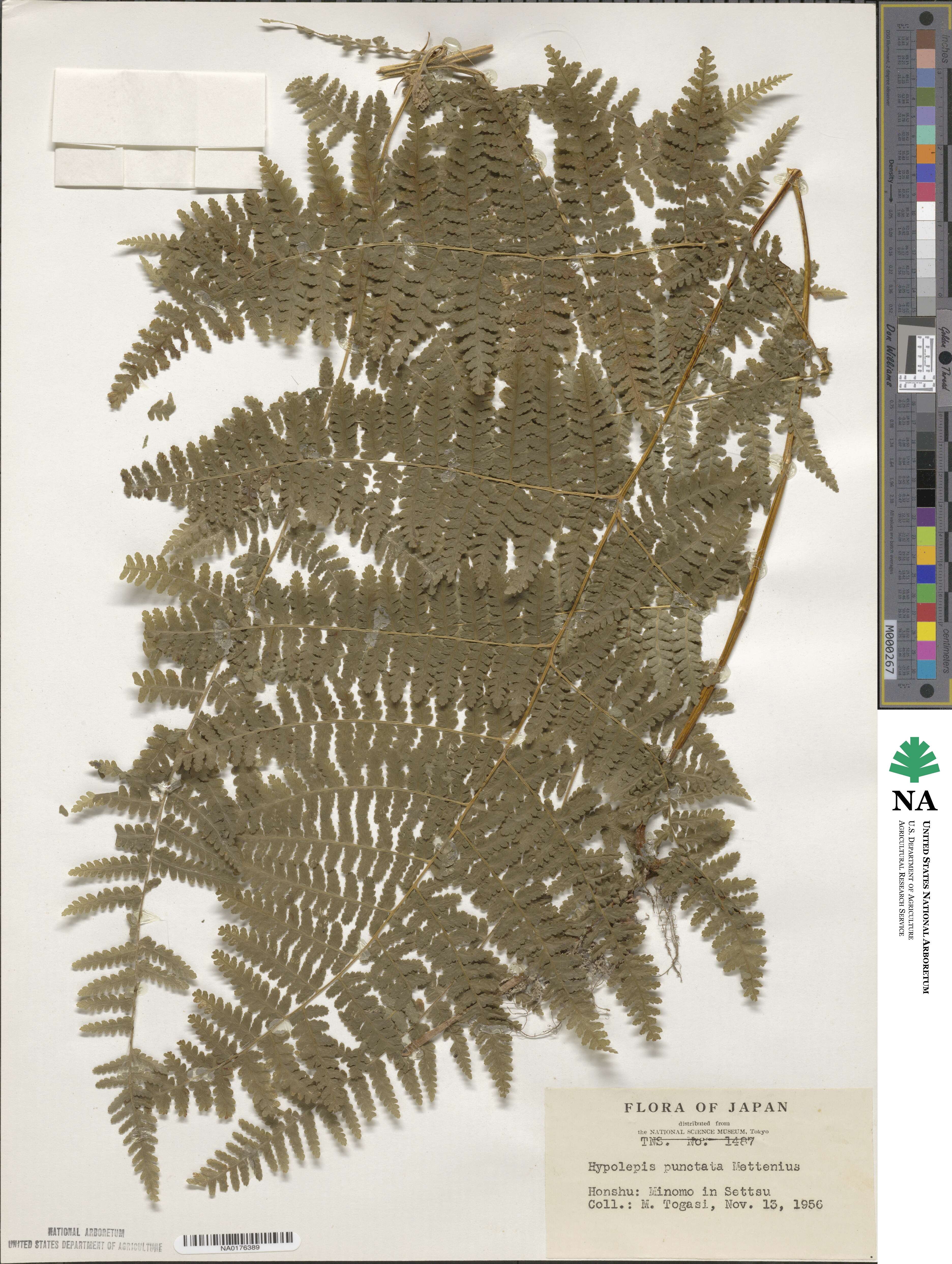 Hypolepis punctata image