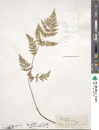 Image of Hypolepis millefolium