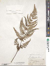 Hypolepis rugosula image