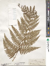 Image of Hypolepis tenuifolia