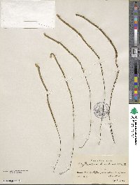 Image of Jamesonia brasiliensis