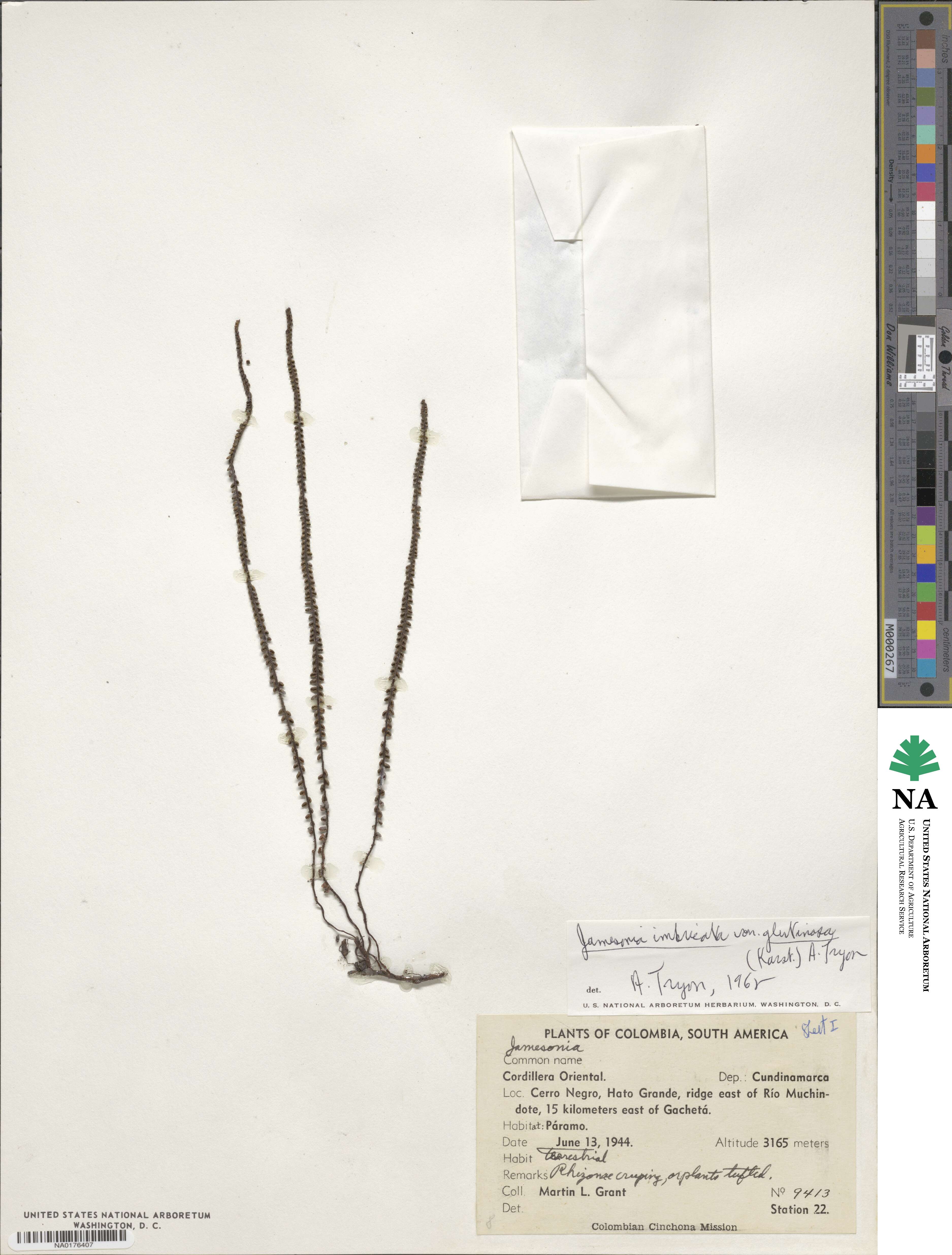 Jamesonia imbricata image