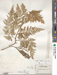 Japanobotrychum lanuginosum image